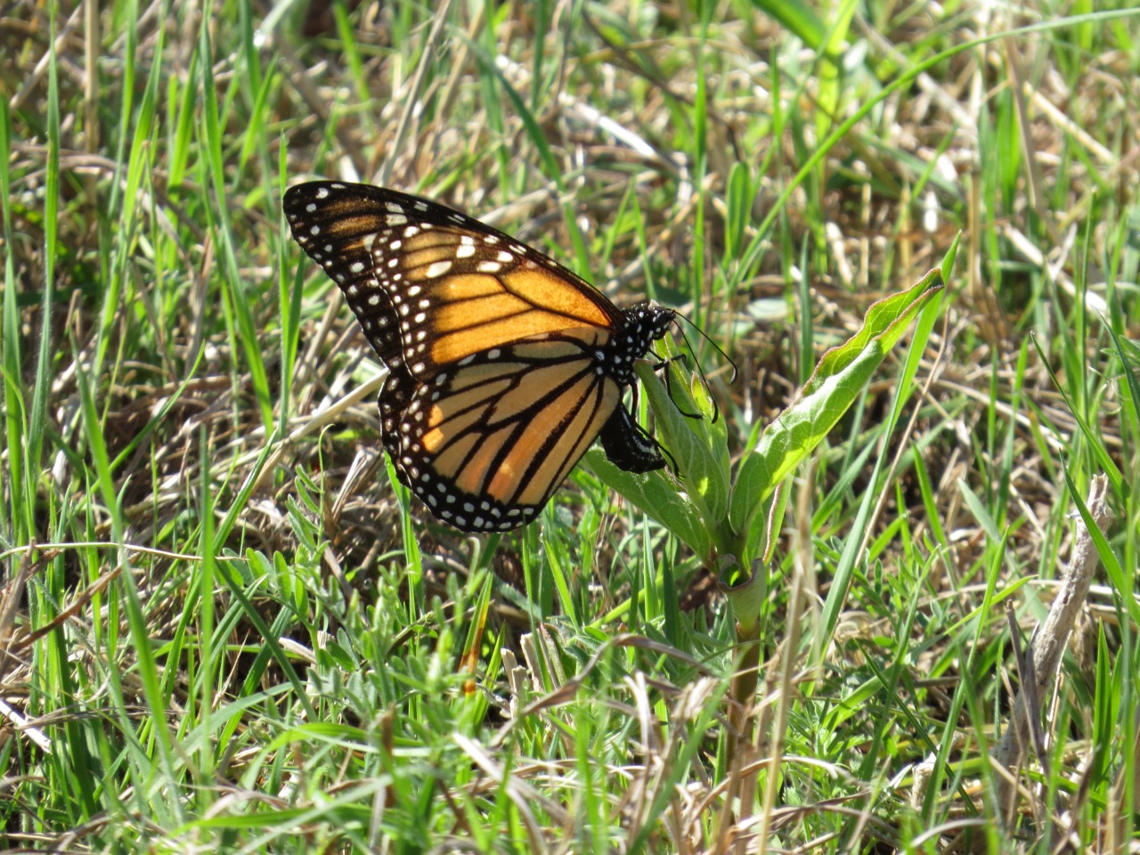 monarch resting on green grass
