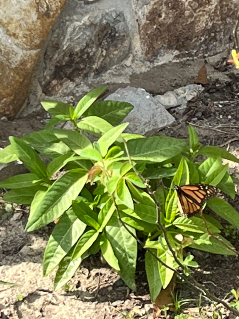 monarch first sighted