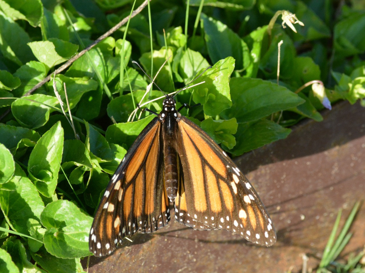 monarch on plant