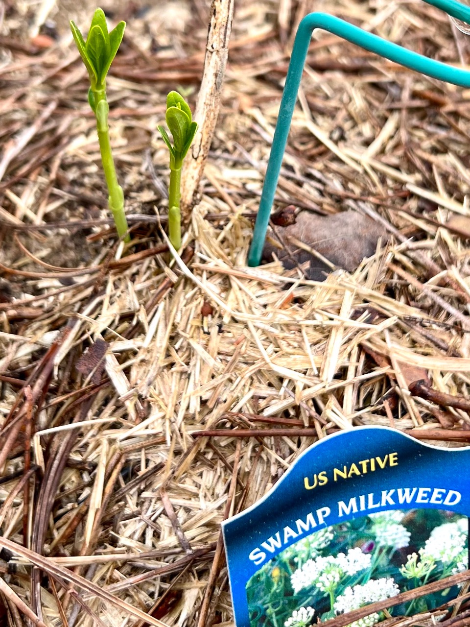 milkweed sprouting