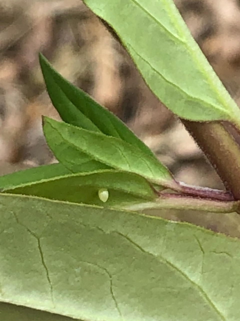 monarch eggs on milkweed