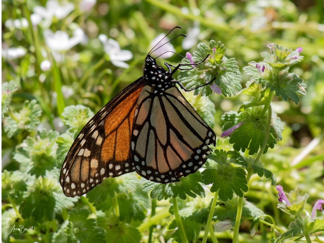 monarch nectaring 