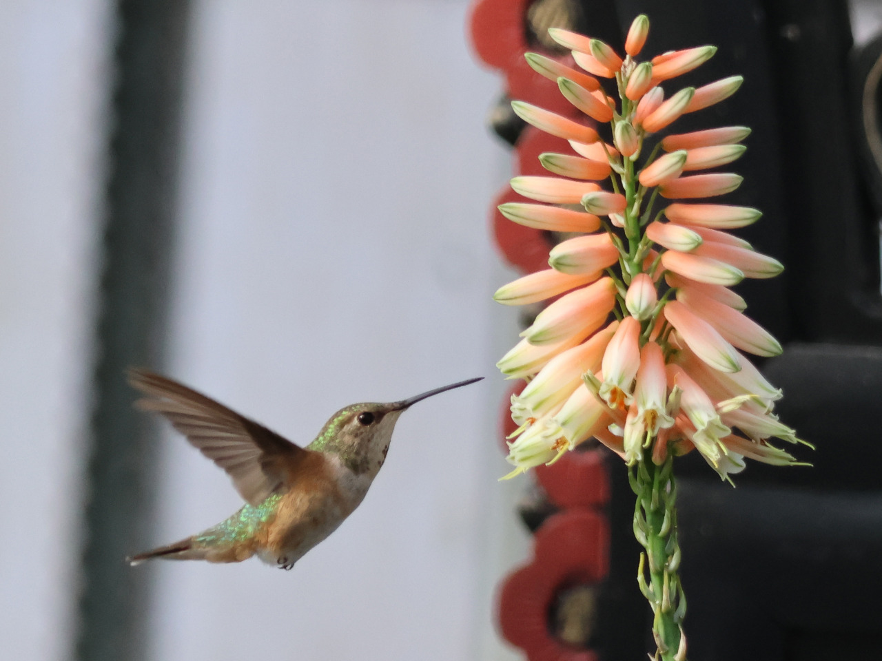 Columbus the Hummingbird nectaring on flowers