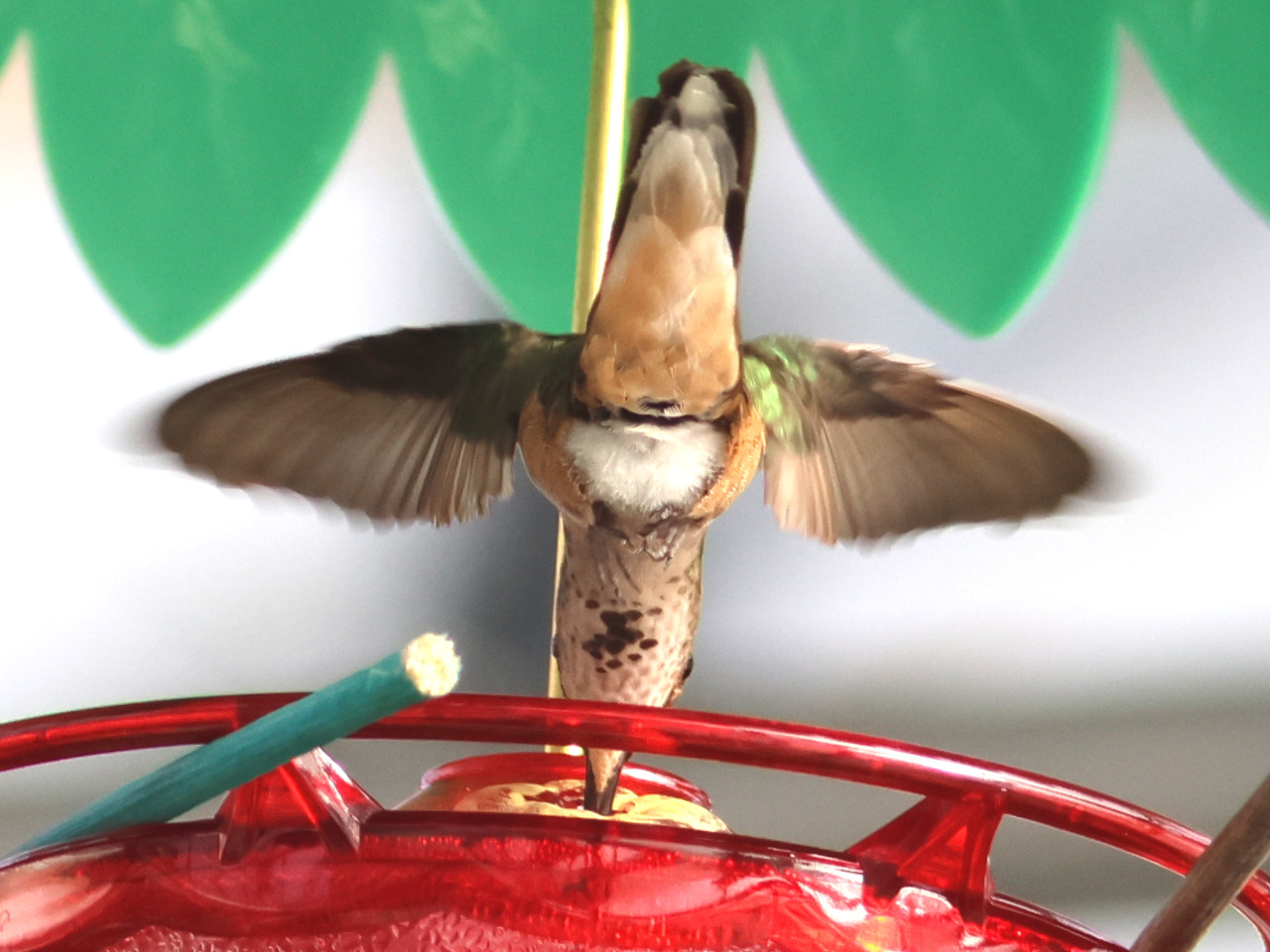 Columbus the Hummingbird bending over feeder