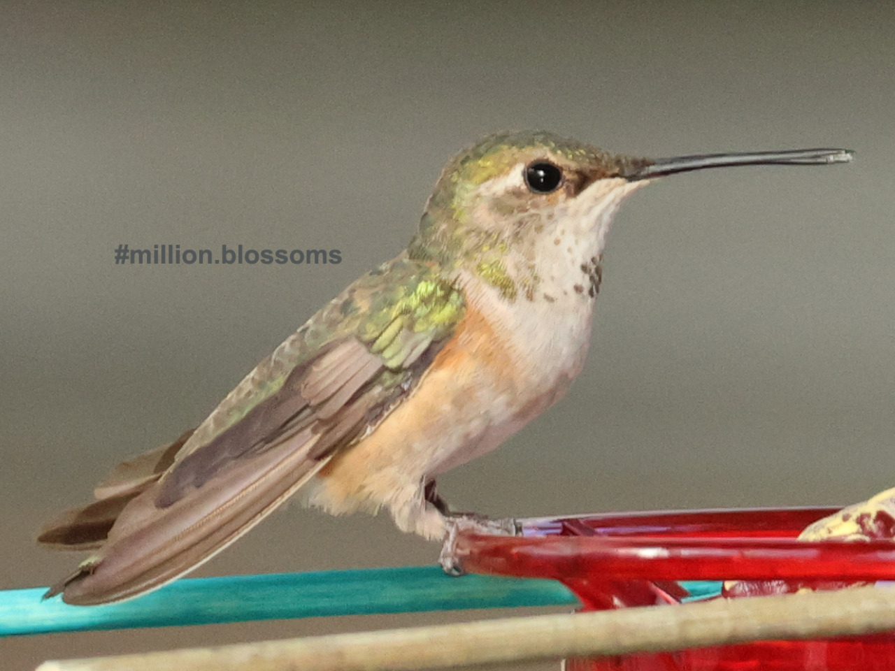 Columbus the Hummingbird with an insect in her beak