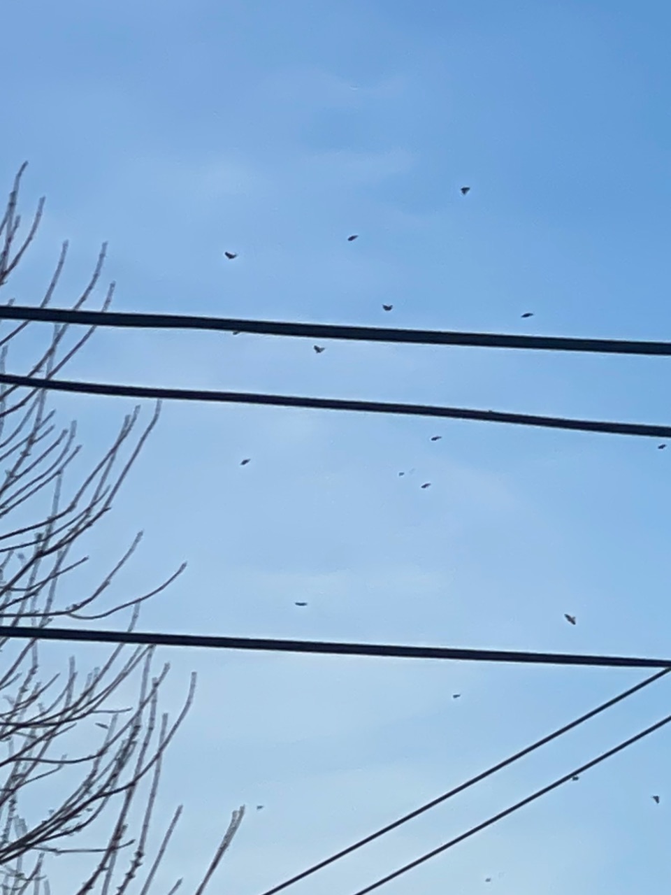 Robins flocking overhead wires