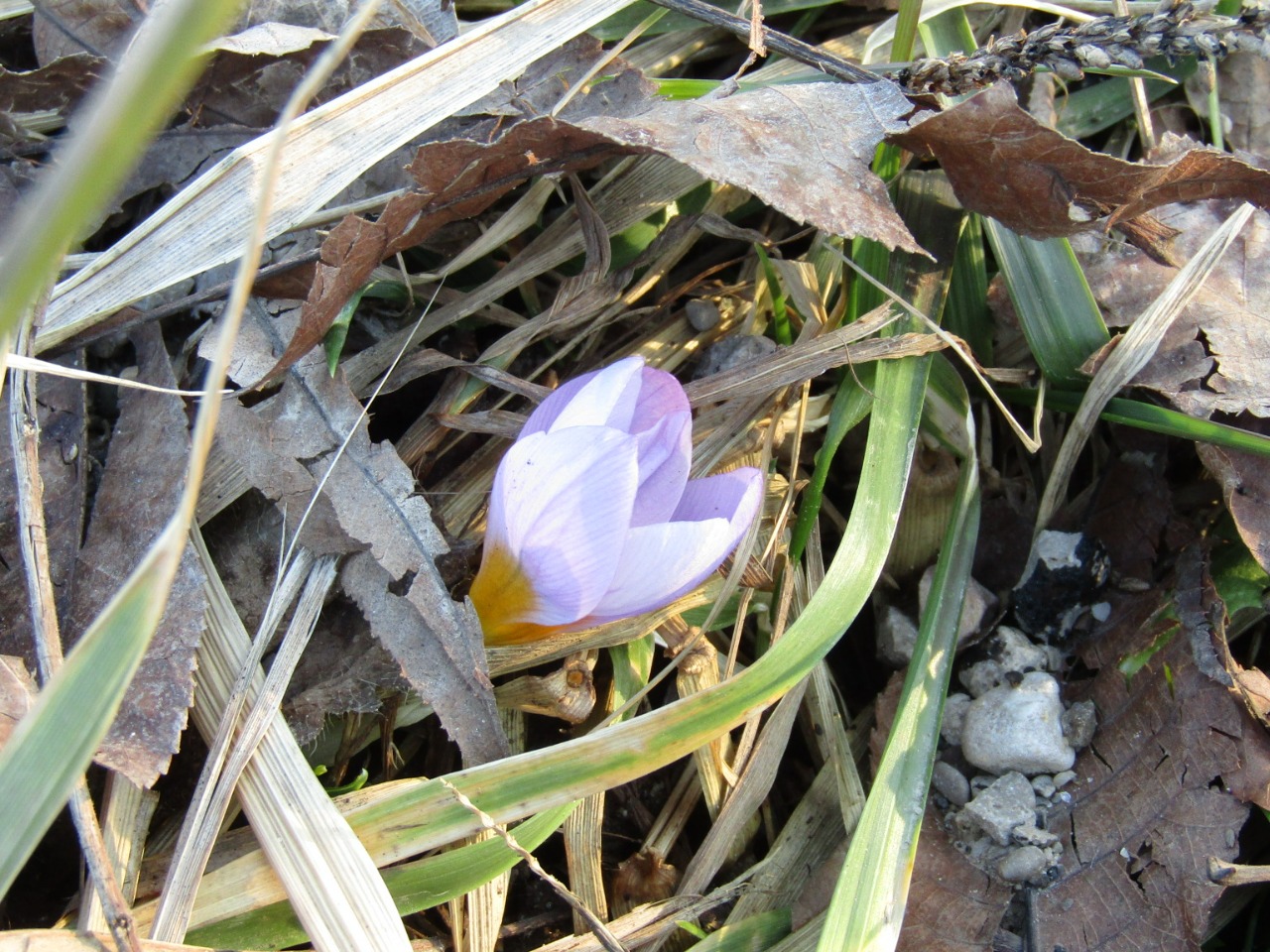 Crocus emerging through plants