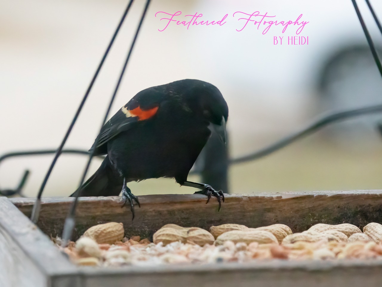 Red-winged Blackbird perched at feeder