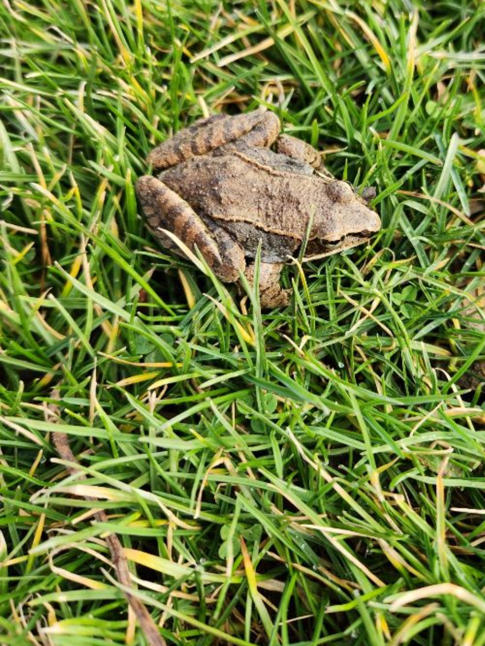 Toad in grass