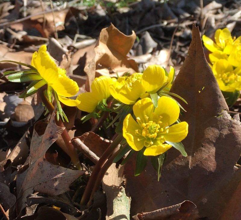 Daffodils and Winter Aconites in bloom