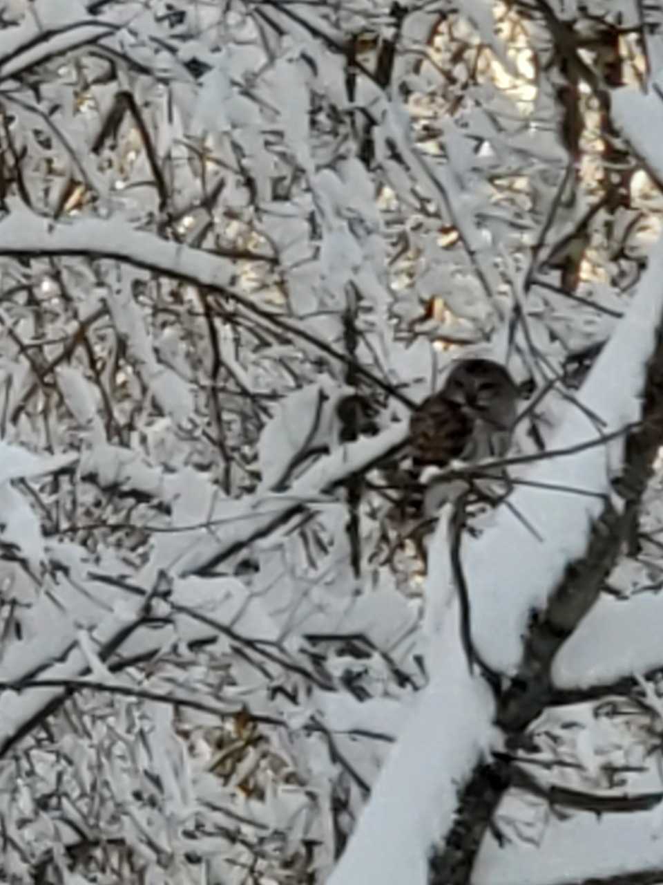 Northern Barred Owl in a snowy tree