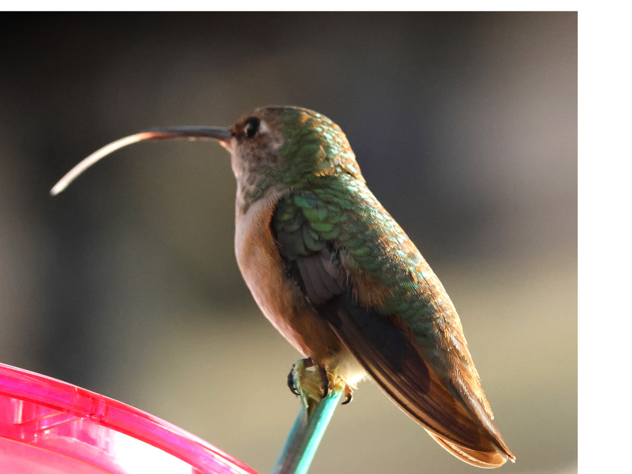 Columbus the Hummingbird at feeder ready to eat