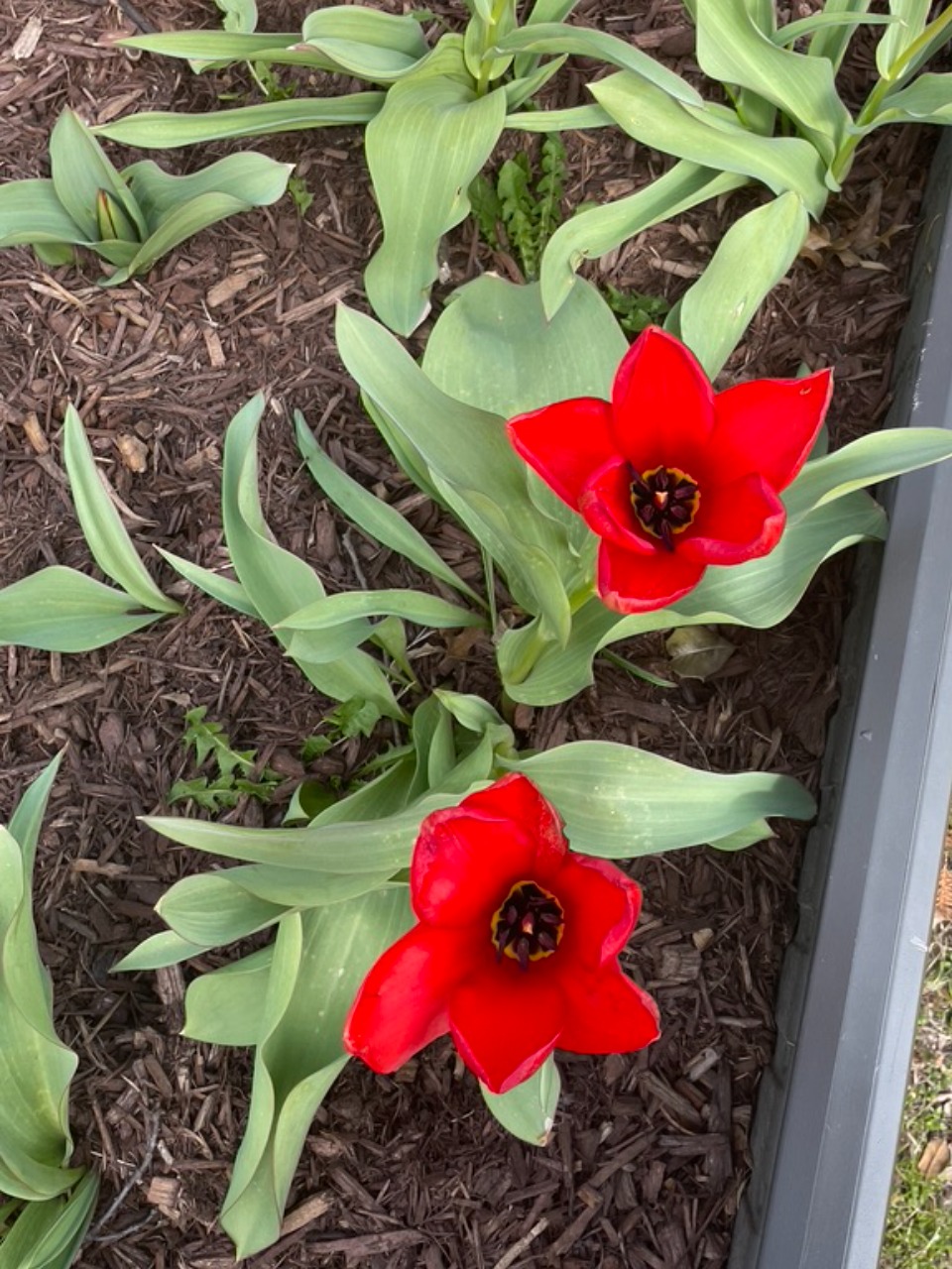 Two red tulips blooming in soil