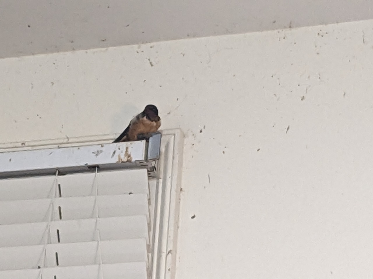 Barn Swallow perched on window ledge