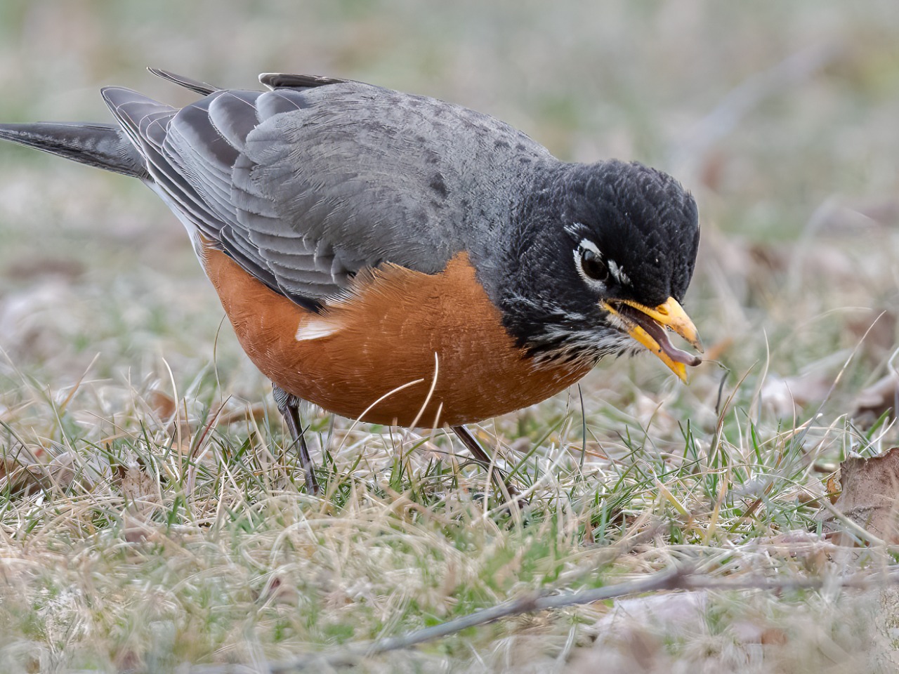 Robin foraging on ground