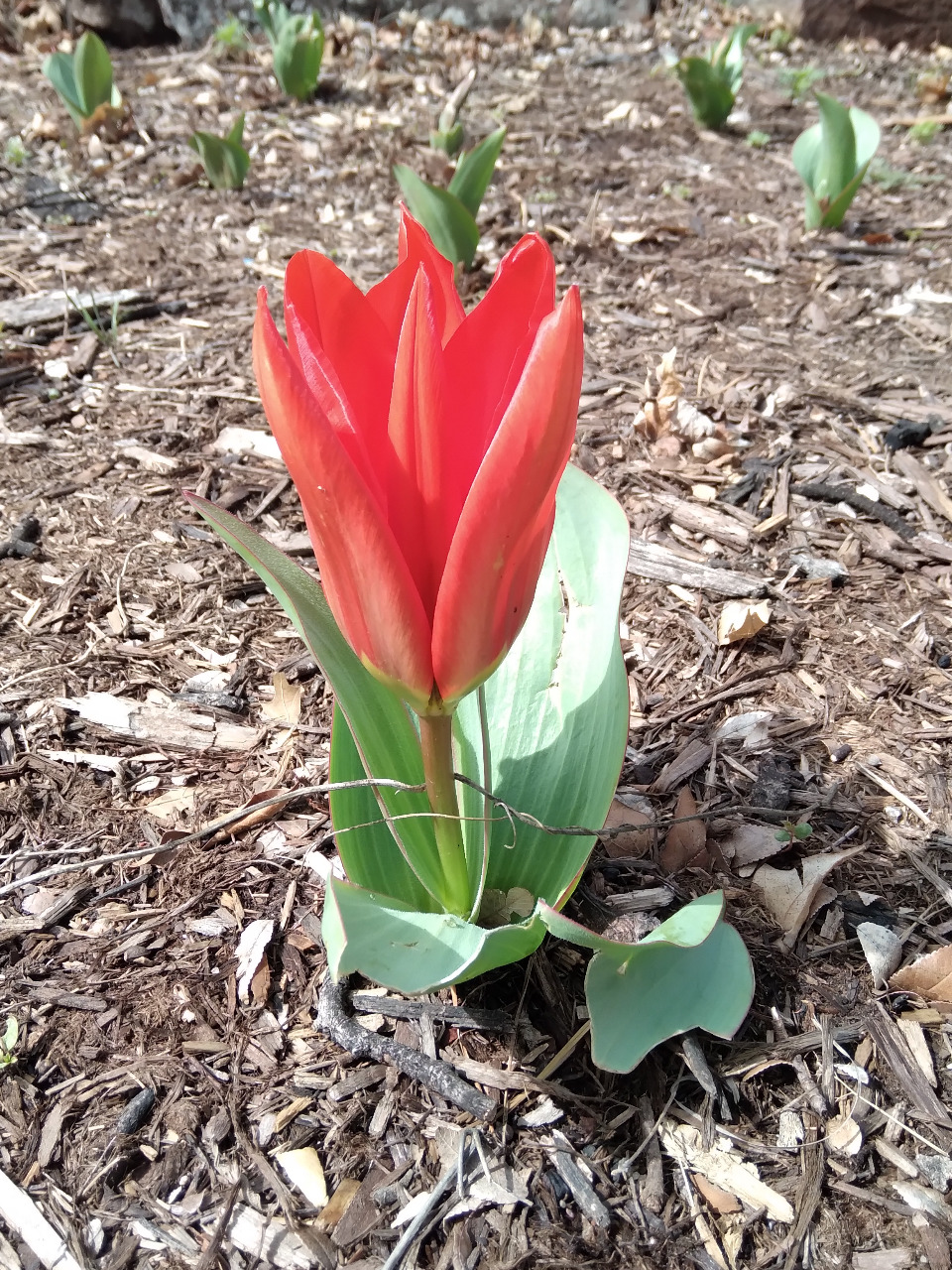 Tulip in bloom