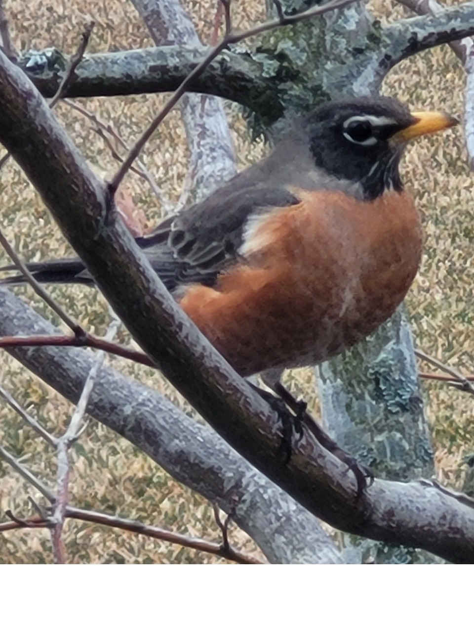 Robin in tree on a branch