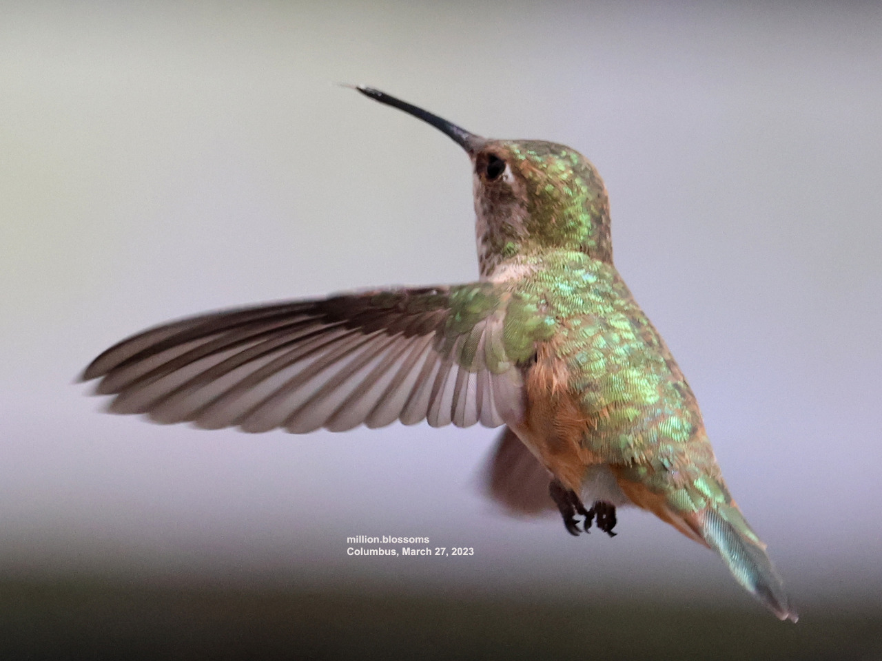 Columbus the Hummingbird flying with new feathers