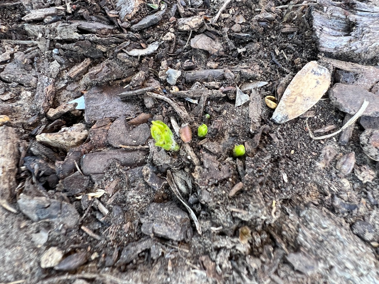 milkweed sprouting