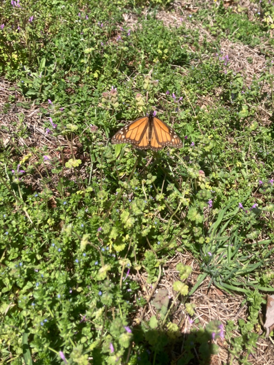 monarch near ground