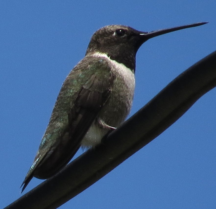 black chinned hummingbird sitting on a branch