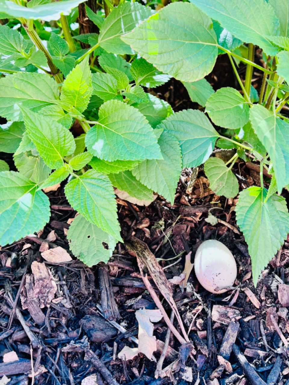Mallard eggs under bush