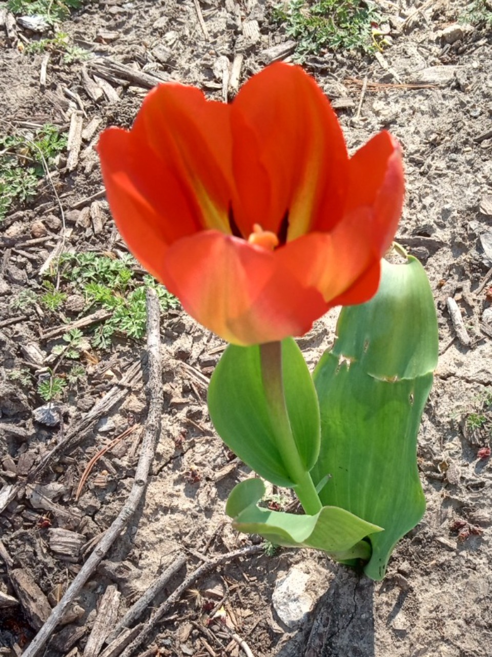 red tulip blooming from ground