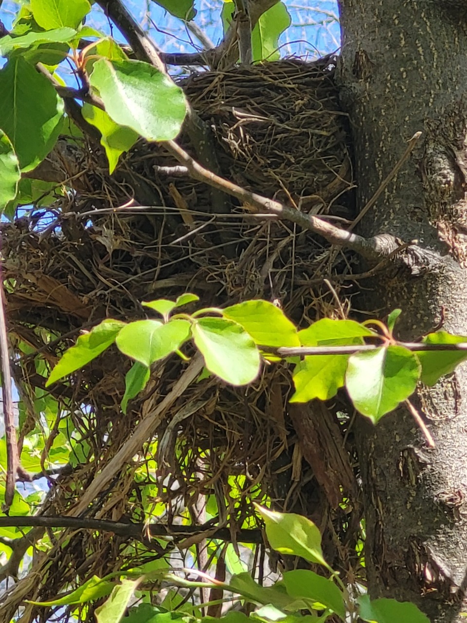 Robin nest in tree