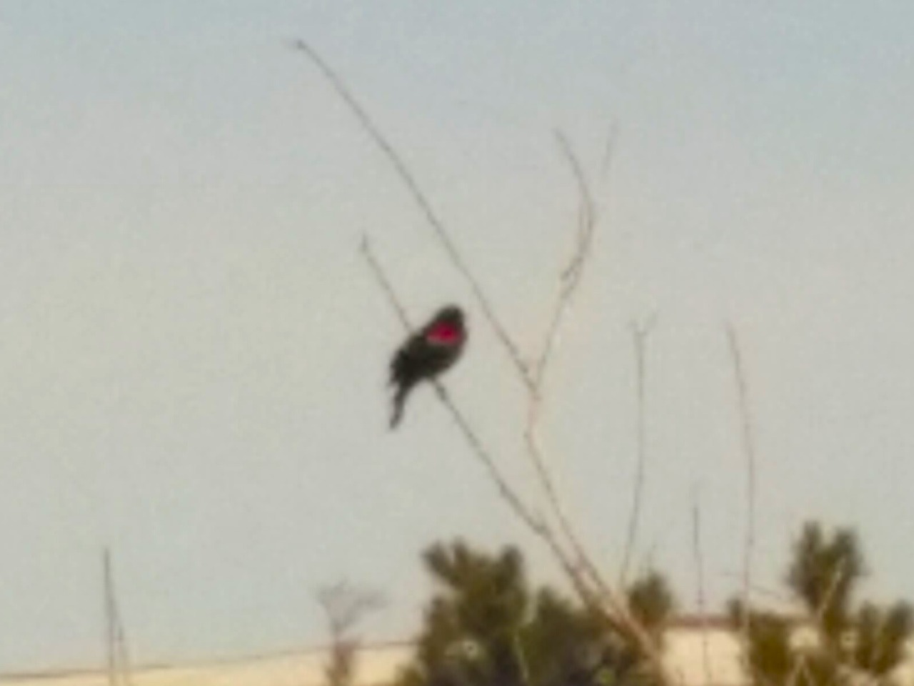 Red-winged Blackbird perched in tree