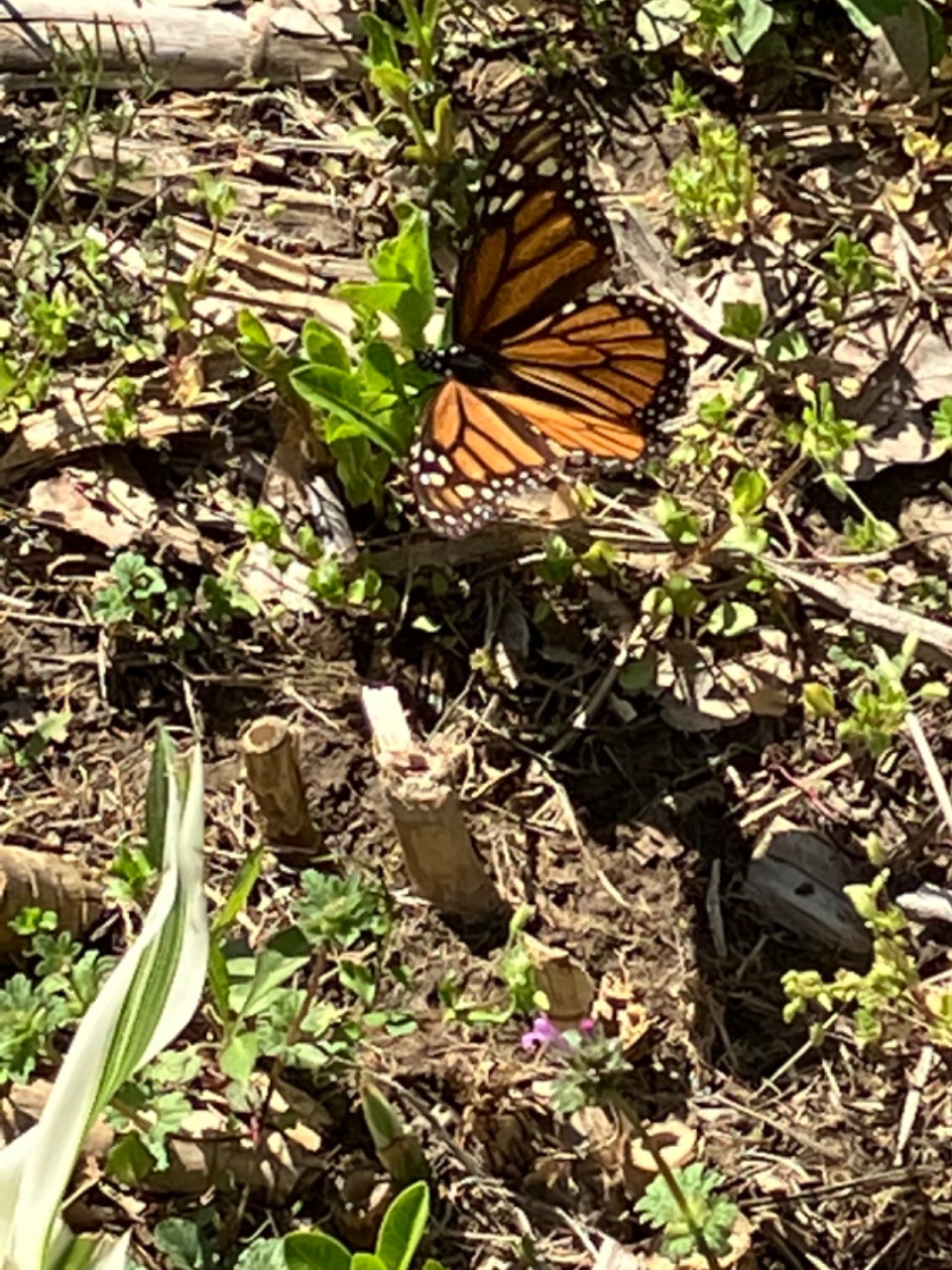 Monarch laying eggs on emerging milkweed