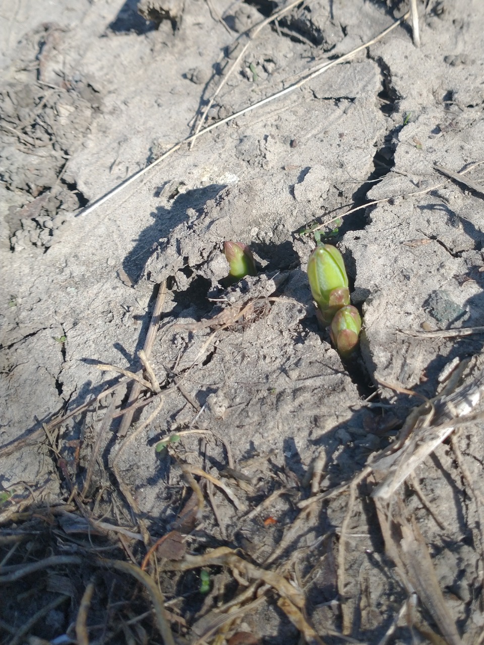 Milkweed emergence through dry ground