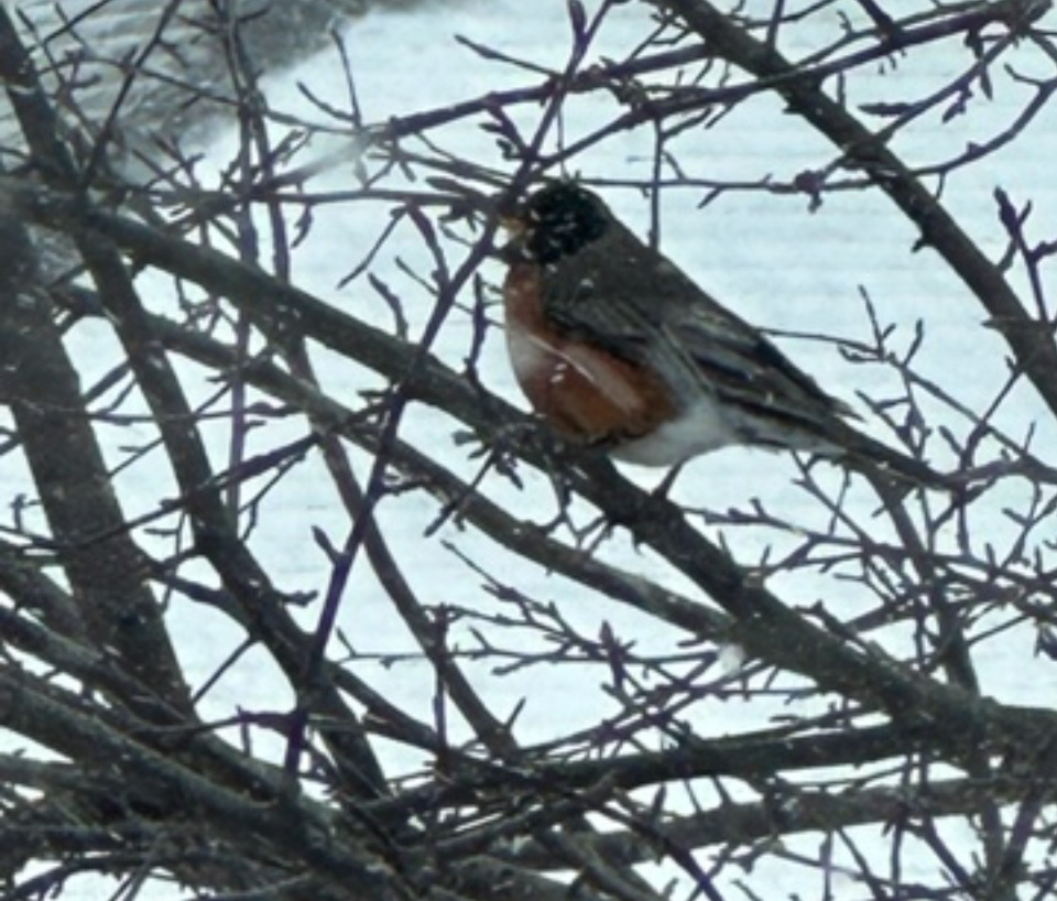 Robin in tree
