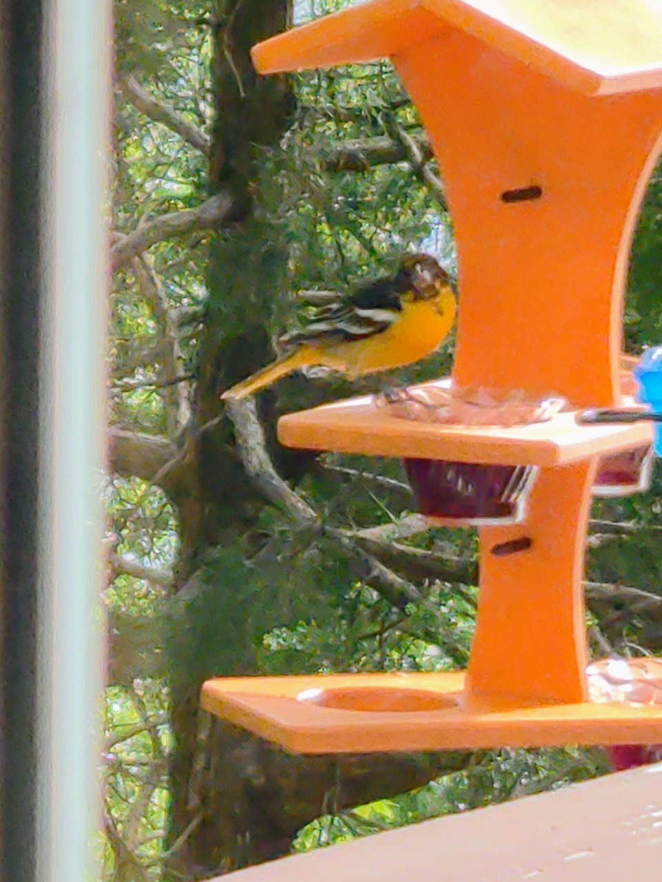 Baltimore Oriole perched at feeder