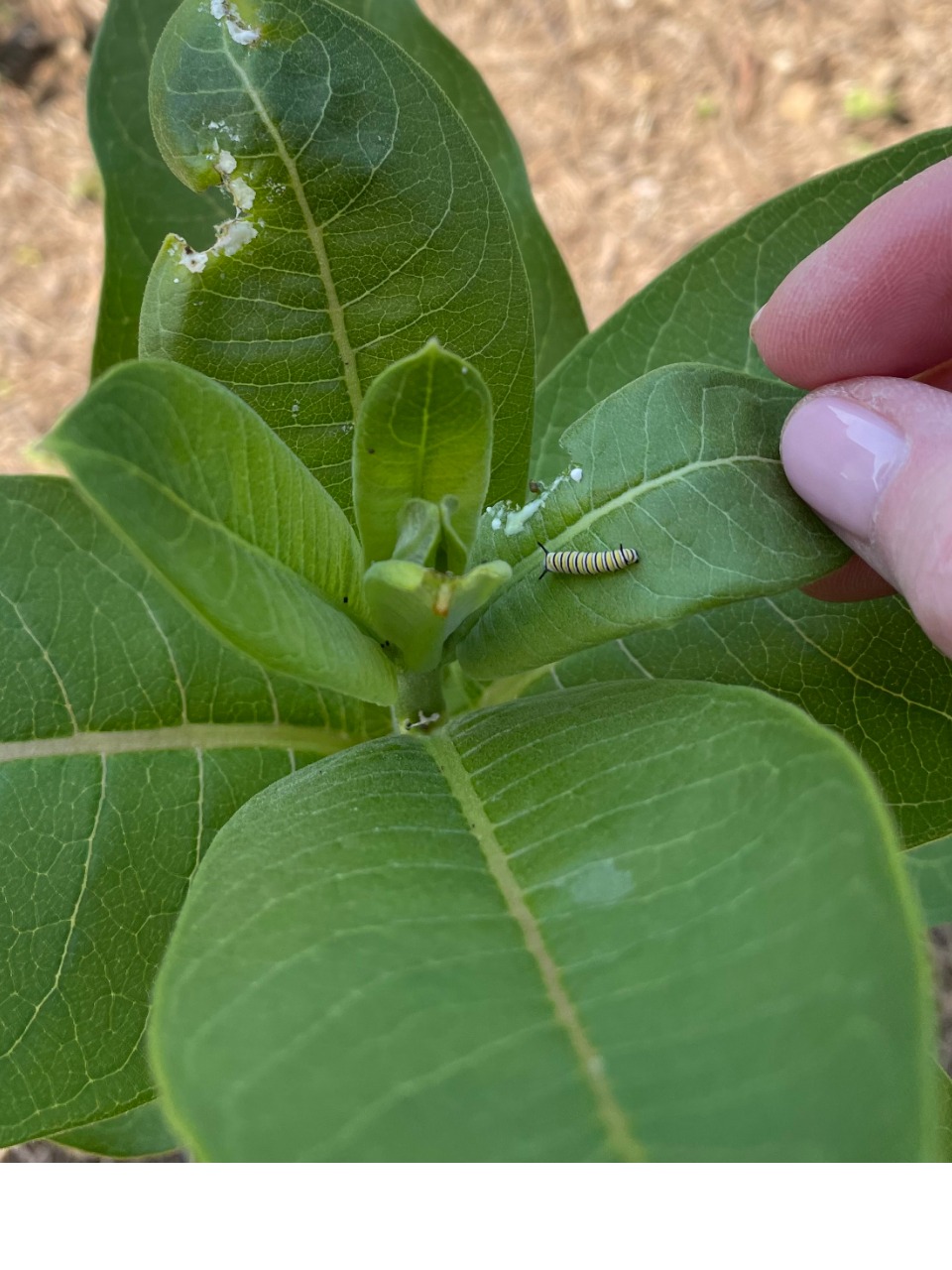 larva on milkweed
