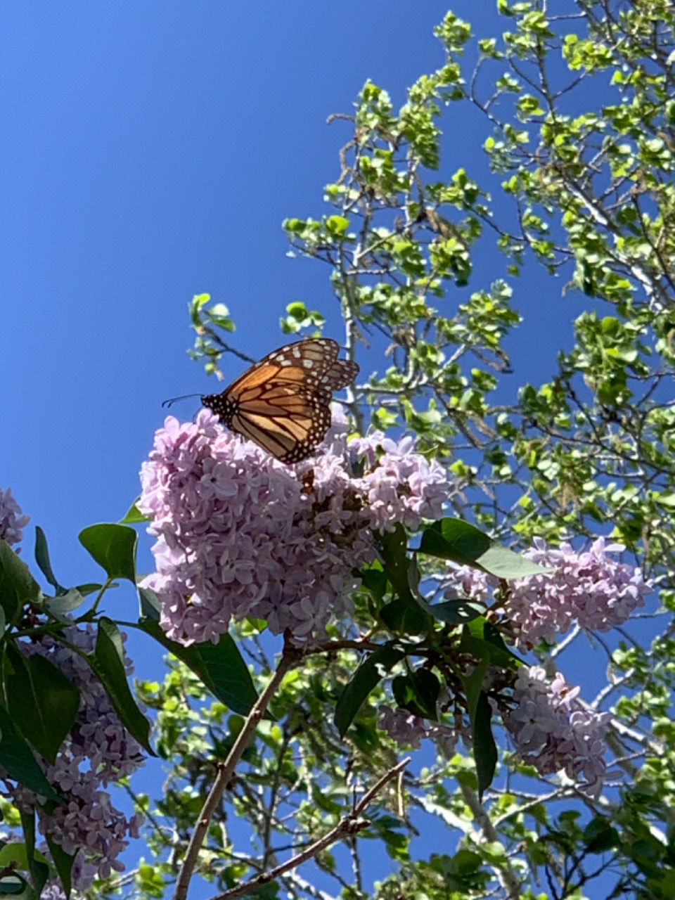 monarch on lilac