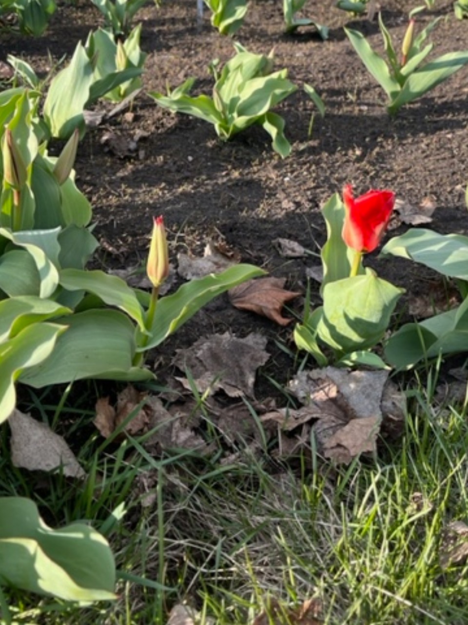 tulips blooming