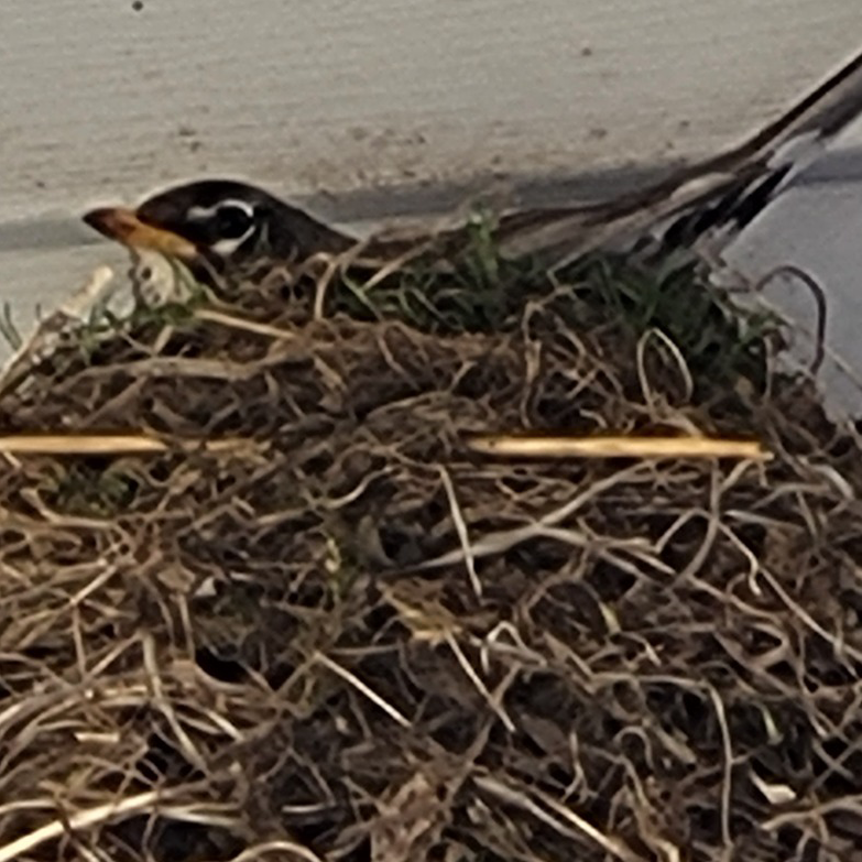 Robin on nest