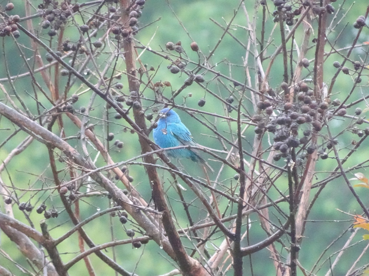 Blue Indigo in tree