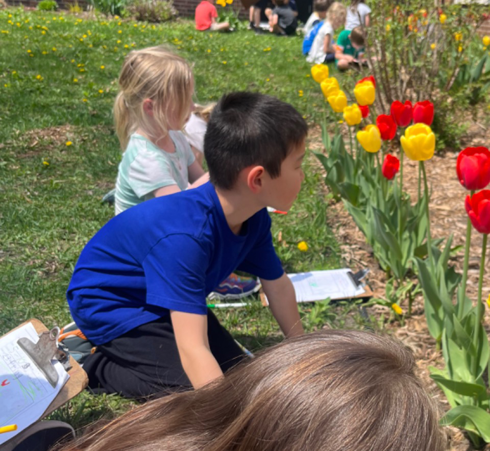 Students observing tulip blooms