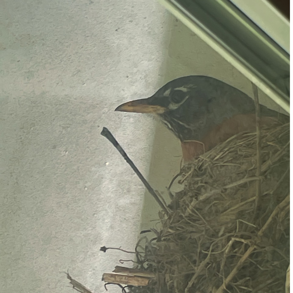Robin on nest