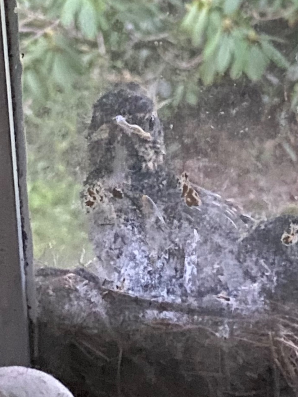 Robin peeking in from nest on windowsill