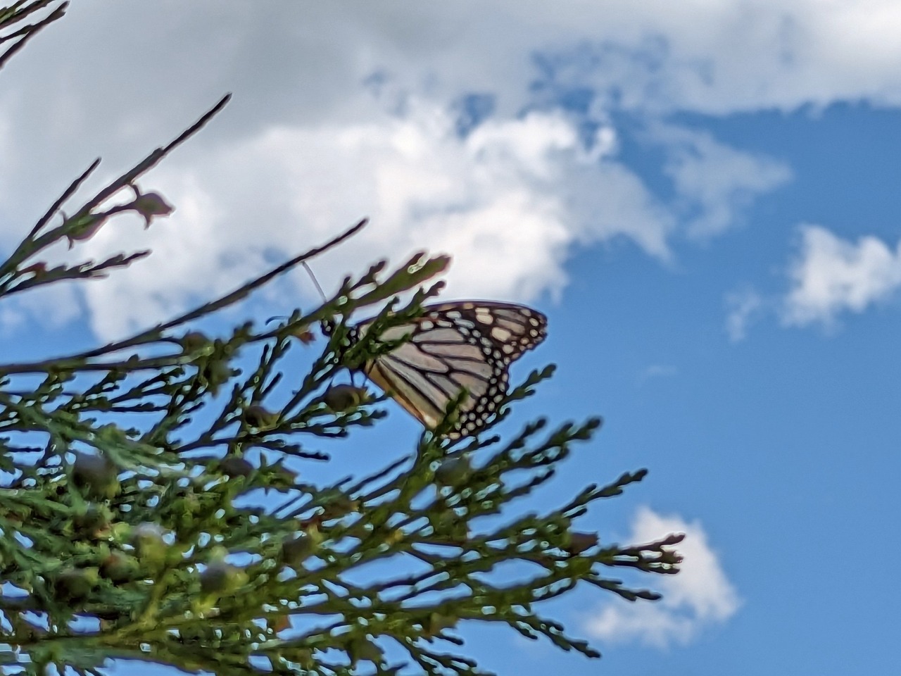 Monarch on branch