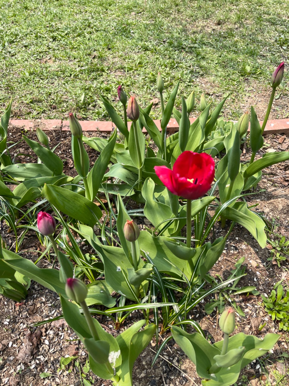Red tulip bloom in garden