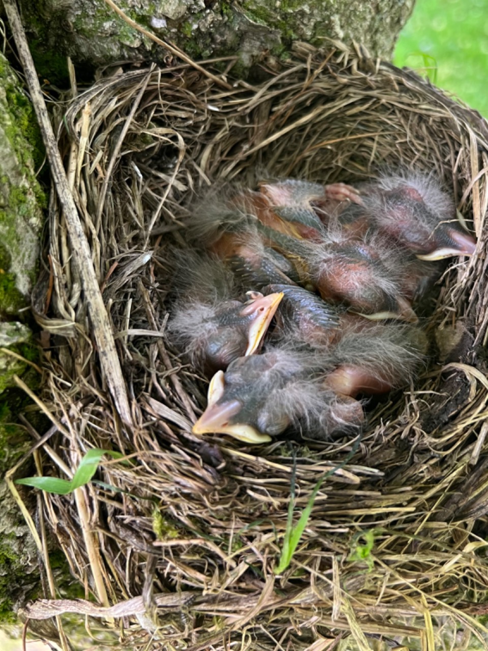 Baby Robins in nest