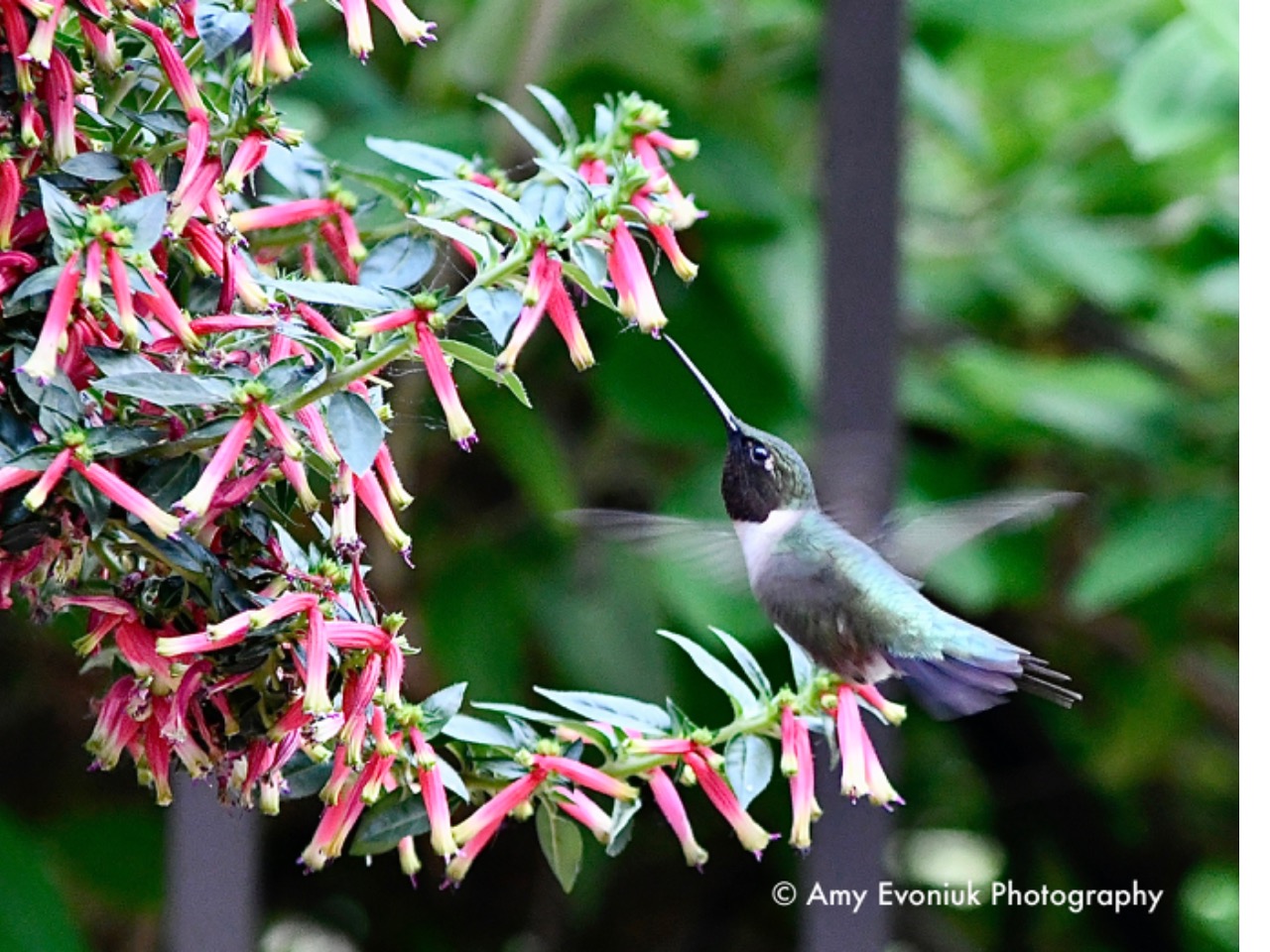 Hummingbird nectaring on flowers
