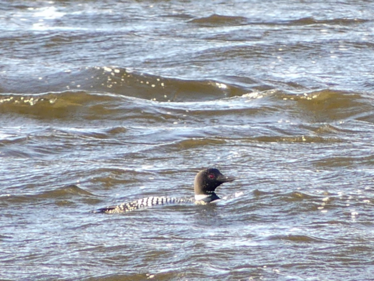 common loon in the water