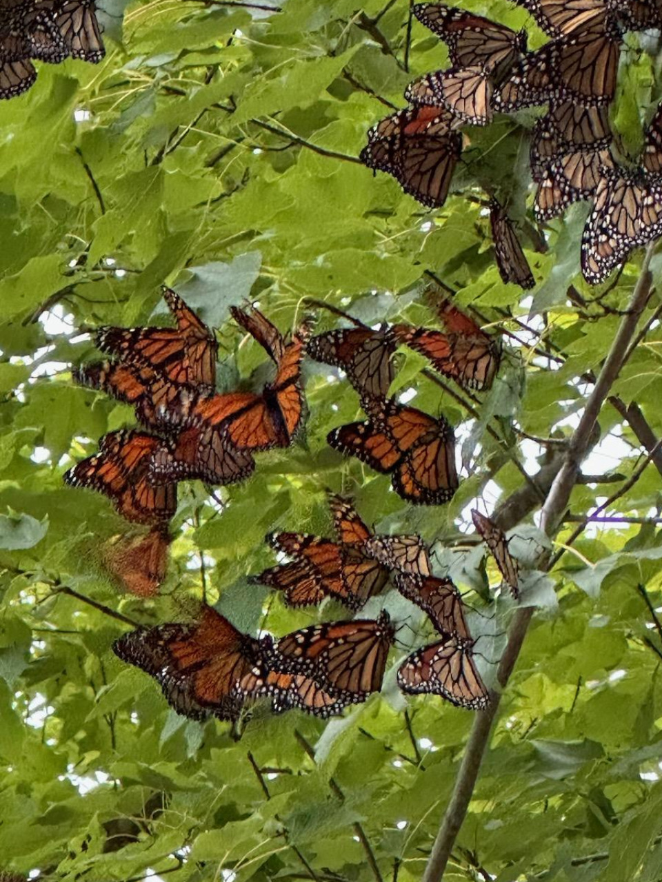 monarchs roosting in trees