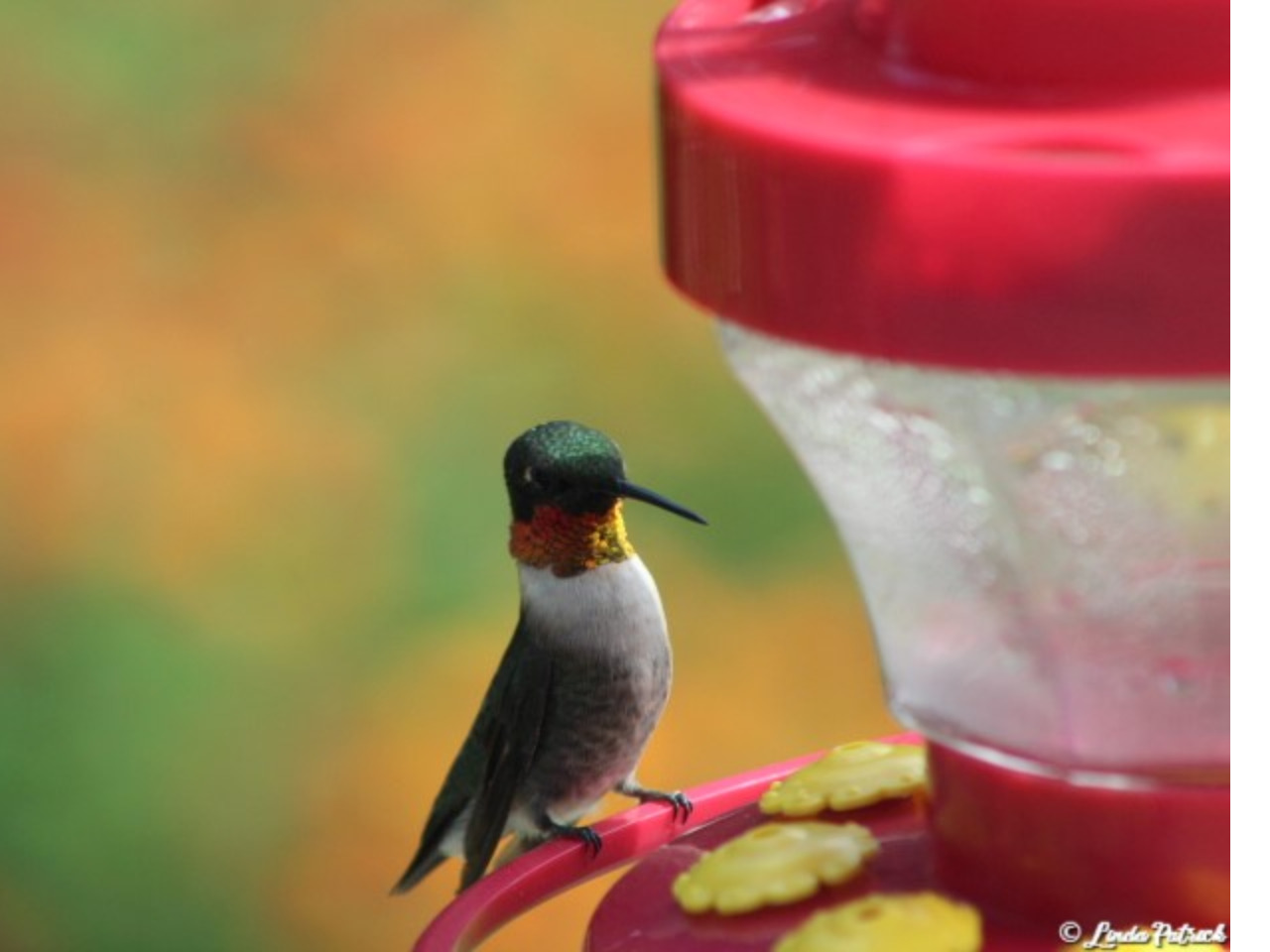 Ruby-throated adult male hummingbird at feeder