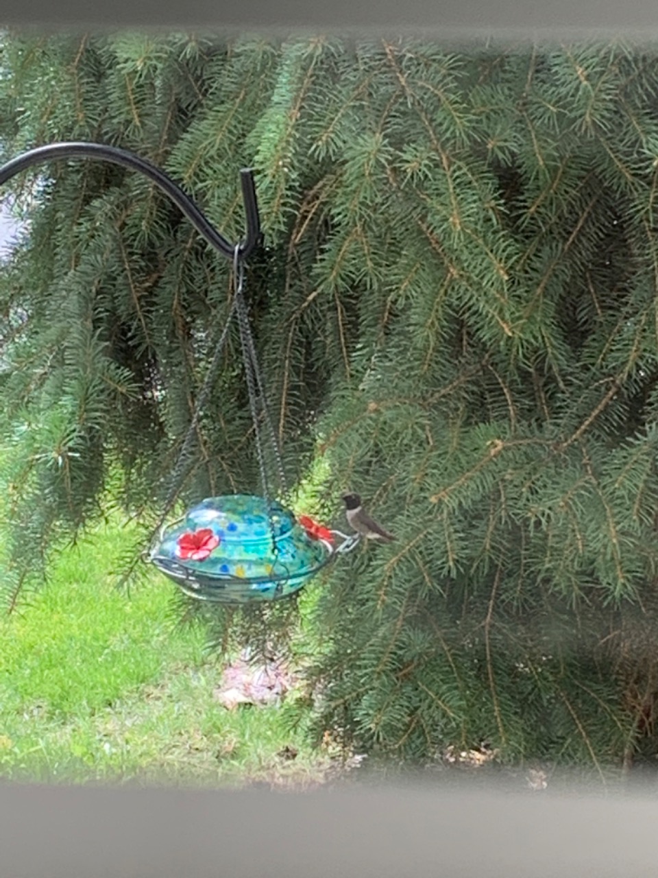 Adult male Black-chinned at feeder