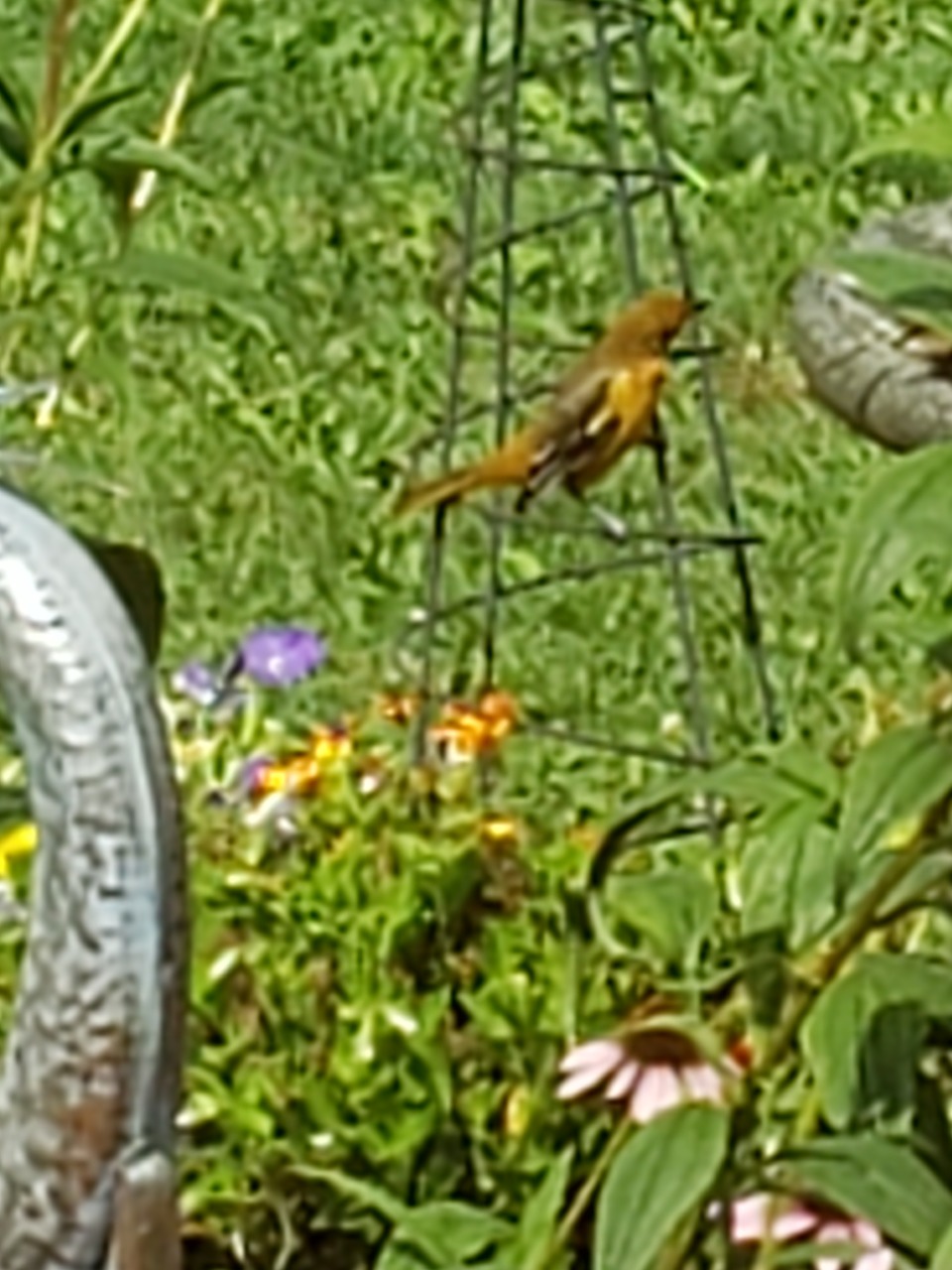 bird in garden